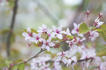 Obraz na płótnie Canvas Image of Soft focus Cherry Blossom or Sakura flowers on nature background