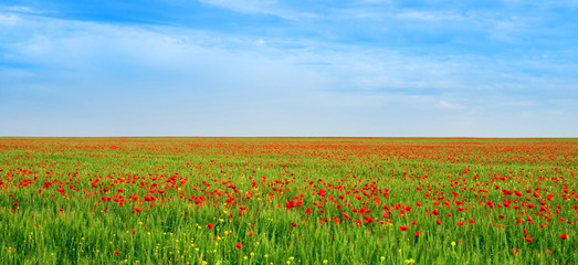 Large field with flowering poppies