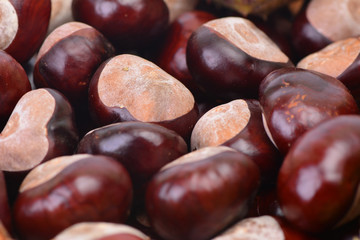 Medical chestnut
