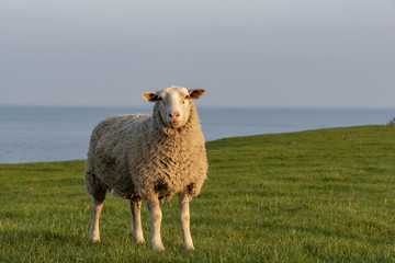 Obraz premium Sheep in springtime in Sweden