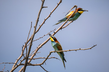 Bee eater birds (Merops apiaster) in various postures