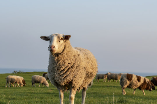 Sheep in the evening sun