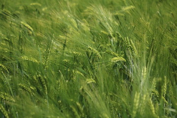Green cornfield in summer in Germany 