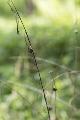 A brown snail sleeping on a bunch of dry plants.