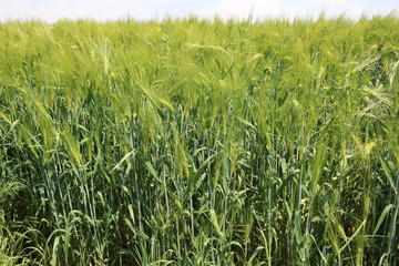 Summer cornfield on the outskirts of Leipzig, Germany