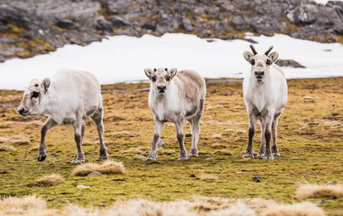 Renifer spitsbergeńśki na wiosennej tundrze © blackspeed