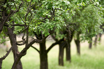 Fototapeta na wymiar Plum orchard with selective focus