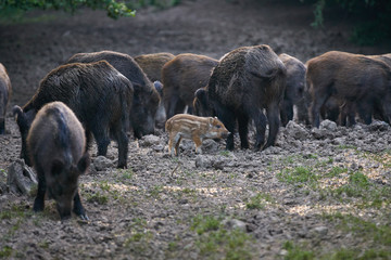 Fototapeta premium Wild hogs in the forest