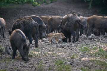 Fototapeta premium Wild hogs in the forest