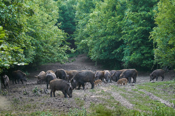 Wild hogs in the forest