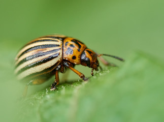 Closeup of colorado beetle