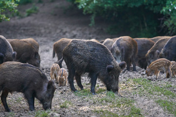 Wild hogs in the forest