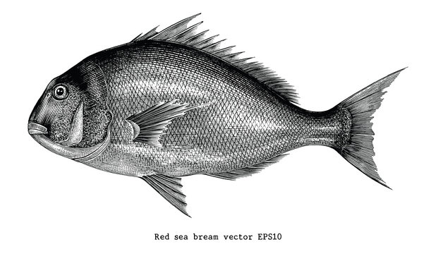 Red sea bream fish hand drawing vintage engraving illustration