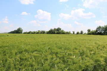 Obraz premium Summer cornfield on the outskirts of Leipzig, Germany