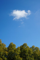 treetops and single cloud in the sky on a sunny day in early autumn