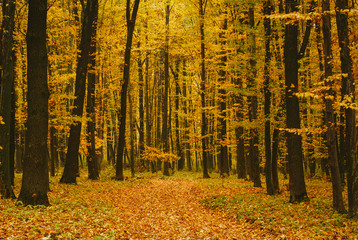 Autumn forest. The leaves in the trees turned yellow.