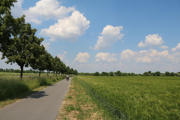 Fototapeta na wymiar Bike path at the green cornfield, Leipzig Germany