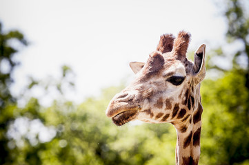 Portrait d'une girafe