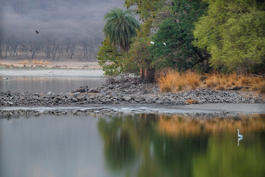 Tiger drinking in the nature habitat. Tiger during evening time in indian jungle. Wildlife scene with danger animal. Hot summer in India. Dry area with beautiful indian tiger, Panthera tigris tigris
