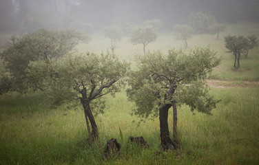 Olive trees in a fog. Mistral wind blows in Provence (France). 