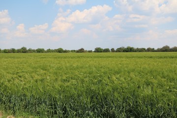 Fototapeta premium Green cornfield on the outskirts of Leipzig, Germany
