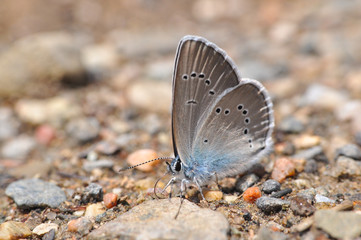 Cyaniris semiargus, Mazarine Blue butterfly. Small blue butterfly in natural habitat