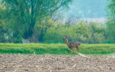 Jumping European roe deer (Capreolus capreolus)