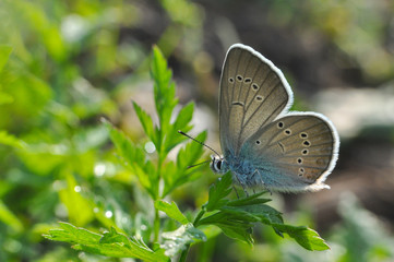 Cyaniris semiargus, Mazarine Blue butterfly. Small blue butterfly in natural habitat