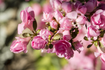 Fototapeta na wymiar Pink azalea flowers in detail.