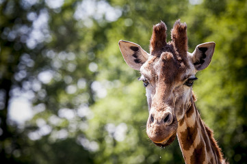 Portrait d'une girafe