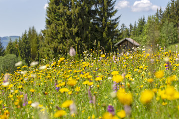 Allgäu - Alpen - Blumen - Wiese - Stadel