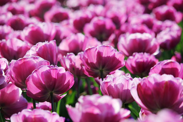 Pink tulip field