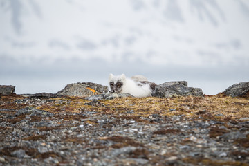 Lis polarny w wiosennej szacie © blackspeed