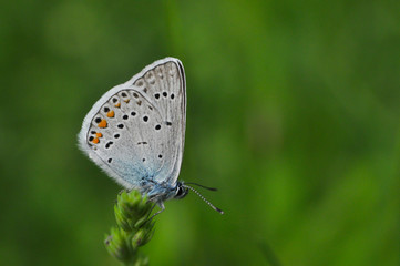Polyommatus amandus, the Amanda's blue butterfly. Common blue butterfly in nature