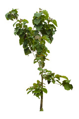 Obraz premium Nature tree isolated of Teak, Green big leaves, White background. 