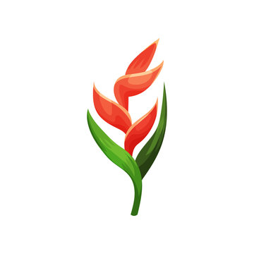 Beautiful heliconia flower. Botanical or gardening theme. Flat vector element for promo poster, flyer or invitation