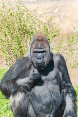 male gorilla in the zoo
