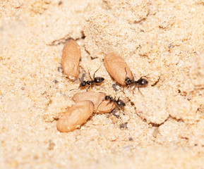 ants with eggs on the sand