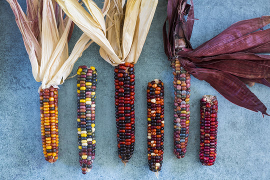 Multi-coloured corn on the cob, freshly picked and ripe