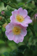 Pink Dog-rose in summer, Germany