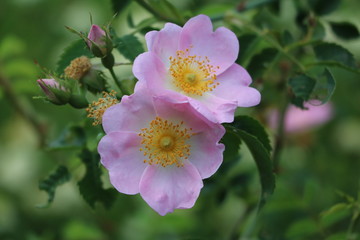 Rosa canina blooming in summer, Germany