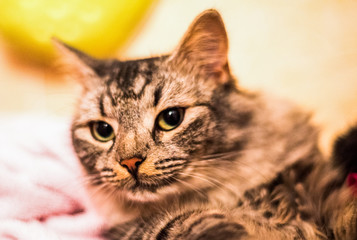 Portrait of a serious cat