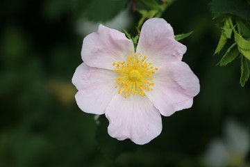Obraz premium Close up of a Dog-rose in summer, Germany