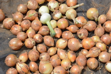 Kitchen garden / Harvest of onions