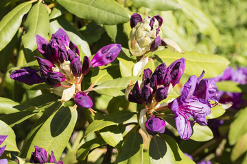 Purple flowers of rhododendron in afternoon light.