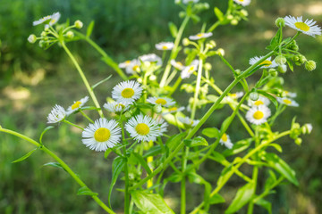 Blooming chamomile plant with white flowers 