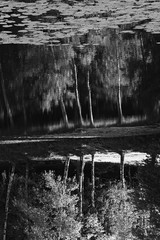 Vertical black and white park pond reflections background