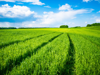 Obraz premium Green wheat field. Road in a green field of wheat. Traces of agricultural transport on the grass on a sunny day