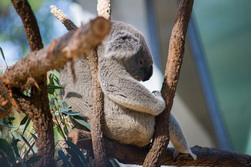 Koala in Taronga zoo 