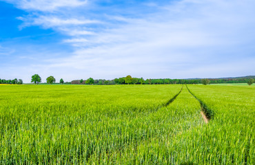 Plakat Grass field, green wheat fields and path through farmland